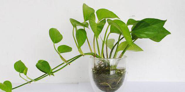 办公室或家中刚装修,适合放在室内除甲醛的植物 办公室或家中刚装修,适合放在室内除甲醛的植物