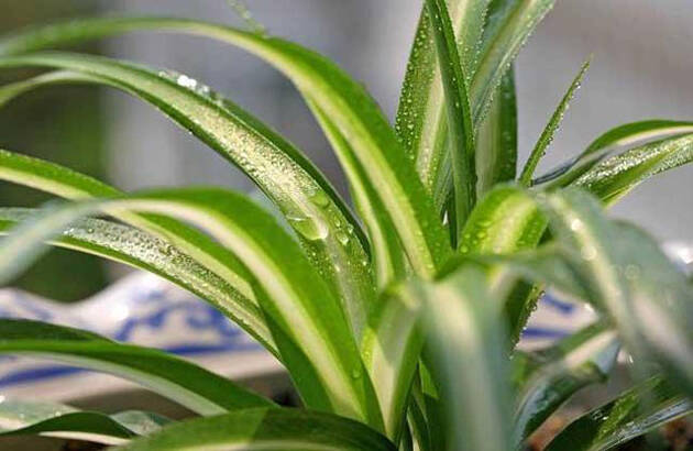 气触媒比光触媒除甲醛更有效吗? 光触媒除甲醛